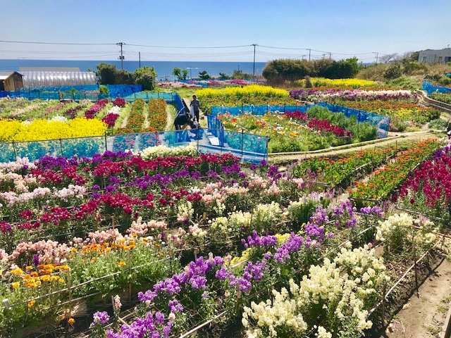 白間津のお花畑